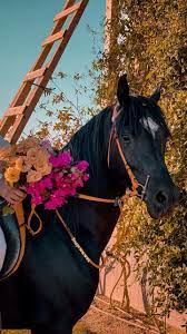 خيل و أدب on twitter horses modern painting animals