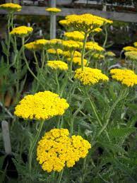 Pin De Sandi Hoffman En Paleta Xrwmatwn Kitrino Jardines Bonitos Jardines Flores