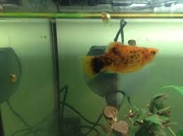 Platy Fish - The Care, Feeding And Breeding Of Platys - Aquarium Tidings