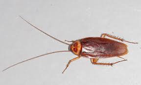 When it comes to spiders, one of the most common pests to see at home, the team. American Cockroaches In Las Vegas Global Pest Services Llc