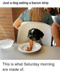 Top 29 Eating Meme Funny Animal Pictures Funny Animals Cute Animals