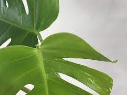 Unusual plants rare plants exotic plants cool plants tropical plants plant aesthetic plants are friends variegated plants interior plants. Can Variegated Monstera Gain More Variegation