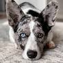 blue merle corgi from www.instagram.com