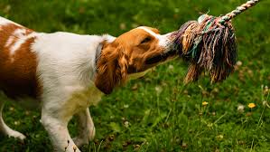 Image result for bretanský dlouhosrstý ohař