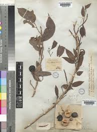 Image result for Shirakiopsis