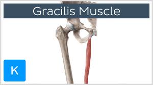 Image result for Laggera gracilis