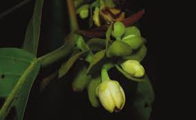 Image result for Marquesia macroura