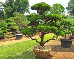 Hollywood Juniper 40 Years Old Ready For A New Home Natural Landscaping Landscape Services Japanese Landscape