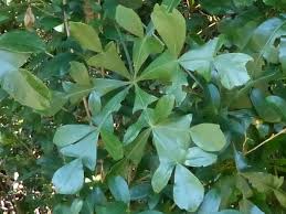 Image result for Cussonia arenicola