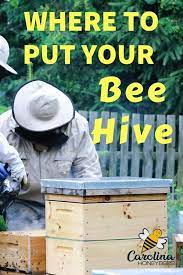 Finding The Best Location For Your Hive Carolina Honeybees Bee Hive Backyard Bee Bee Keeping