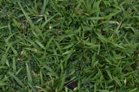 Image result for Abildgaardia ovata