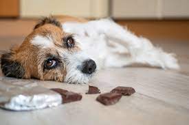 Unterkunft im zentrum, hotels, appartements, bewertung von den klienten. Diese Lebensmittel Sind Giftig Fur Hunde Geo