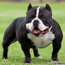 Black American Bully Dog One Of The Best American Bully In The World Bully Dog American Pitbull Terrier Bully Breeds