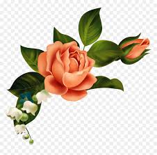 Download orange flower stock vectors. Orange Flower Clipart Corner Shawn Mendes Rose Png Transparent Png Vhv