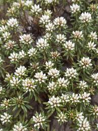 Image result for Helichrysum asperum