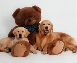 Explore 35 listings for teddy bear pomeranian dogs for sale at best prices. Teddy Bear Golden Retrievers Golden Retrievers Kettle River Minnesota