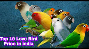 Top 10 Lovebird Price In India Youtube