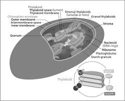 We did not find results for: Do All Plant Cells Contain Chloroplasts The Handy Biology Answer Book