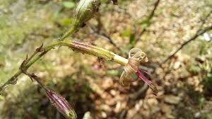 Image result for Silene burchellii