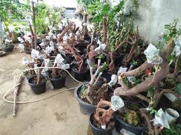 Tips Trick Memilih Mengolah Bakalan Bonsai Yang Bagus