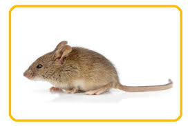 We supply pest control chemicals that are use by the professionals so you ca diy with. Mice Infestation Edmonton Dsa Pest Control