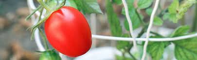 To give your tomato plants their best shot at impressive growth, start with young tomato plants from bonnie plants® (look for the logo!). The Tomato Queen Of The Garden Soil Or Container