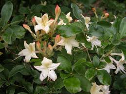 Swamp Azalea Deserves More Garden Space What Grows There Hugh Conlon Horticulturalist Professor Lecturer And Ga Azaleas Garden Spaces Flowering Shrubs