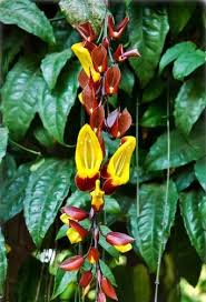 Image result for Thunbergia mysorensis