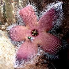 Image result for Stapelia gigantea