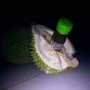 Hasil gambar untuk minyak hercules