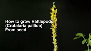 Image result for Crotalaria pallida