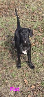 Camilia checking in. She is a 9-1/2 weeks old bully/pitty mix. She's so  sweet, playful, smart, and beautiful 😍. She loves playing with the big  dogs, and is around cats all the