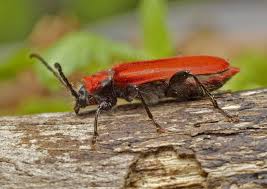 Image result for Hypolytrum pynaertii