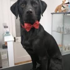 See full list on blog.groomit.me Do You Tip Dog Groomers 2021 We Love Doodles