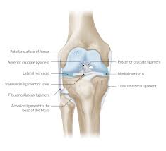 Upper thigh anatomy (page 1). Thigh Knee And Popliteal Fossa Amboss