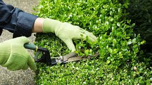 Il Comune di Cremona apre una selezione pubblica per l'assunzione di un istruttore direttivo per il verde e la rigenerazione urbana