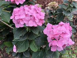 Maybe you would like to learn more about one of these? Amazing Meaning And Symbolism Of Hydrangea Flower Florgeous