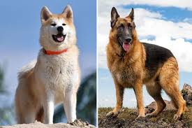The male akita stands between 26 and 28 inches and weighs about 110 pounds (50 kilograms). German Shepherd Vs Akita Get Your Dream Guard Dog Anything German Shepherd