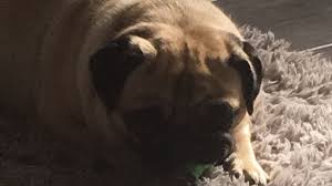 Learn about buying unlocked smartphones and how to unlock smartphones. Help To Get My Dog Grooming Business Started Xx A Business Crowdfunding Project In Swadlincote By Tina Barrs1980