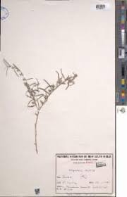 Image result for Indigofera erythrogramma