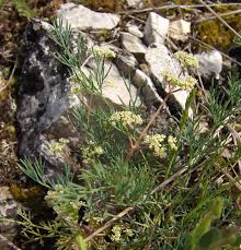 Image result for Physotrichia heracleoides