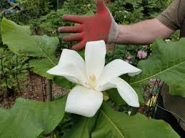 Maybe you would like to learn more about one of these? Flowers Big And Small Finegardening