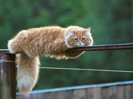 1 10 Photos De Chats Droles Des Hommes Et Des Chats Photo Chat Drole Photo Chat Photos De Chats Rigolos