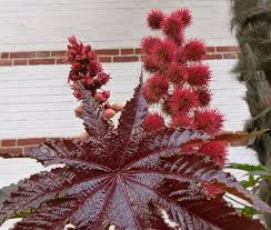 Image result for Ricinus communis