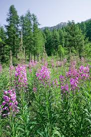 Image result for Epilobium
