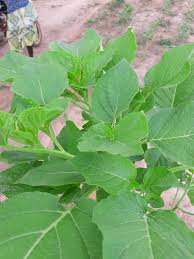 Image result for Linderniella gracilis