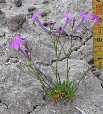 Image result for Alinula sp.