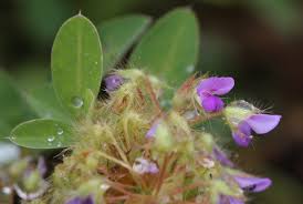 Image result for Grona barbata