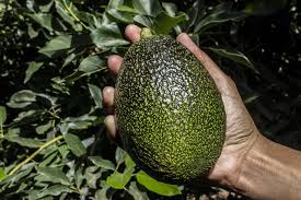 Read here about the multiple vitamins and other nutrients in an avocado, and find out 12 reasons why the list includes benefits for eyes, heart, joints, depression, and how they protect against chronic disease. Chile To Ramp Up Production Of Gem Avocados Freshfruitportal Com