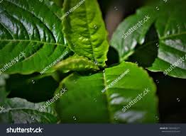 Image result for Petiveria